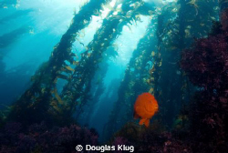 So Cal Splendor. A perfect day at Southern California's C... by Douglas Klug 